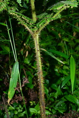 Dryopteris peranema