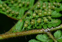 Dryopteris peranema