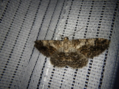 Satoblephara parvularia