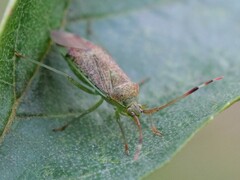 Pantilius tunicatus