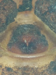 Cryptothele sundaica