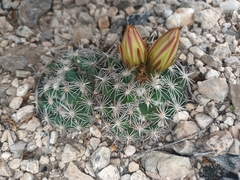 Coryphantha