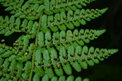 Dryopteris peranema