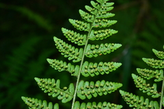 Dryopteris peranema