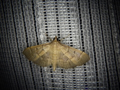 Herpetogramma rudis