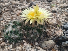 Coryphantha