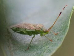 Pantilius tunicatus