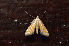 Eristena bifurcalis