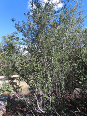 Cercocarpus