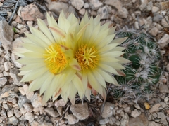 Coryphantha