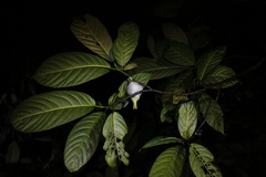 Erpornis zantholeuca