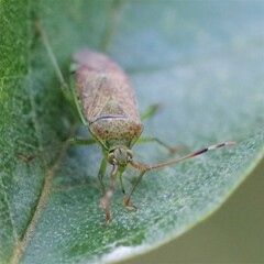 Pantilius tunicatus