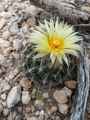 Coryphantha