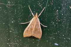 Mecyna asinalis