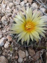 Coryphantha