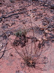 Pogonarthria squarrosa