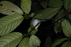 Erpornis zantholeuca