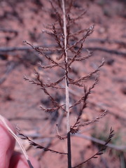 Pogonarthria squarrosa