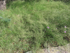 Eragrostis