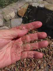 Eragrostis
