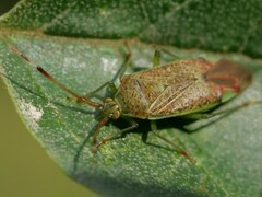 Pantilius tunicatus