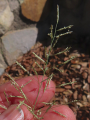 Eragrostis