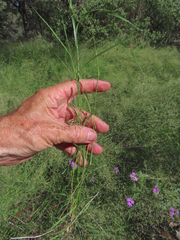 Eragrostis