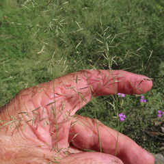 Eragrostis