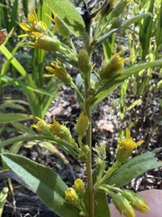 Solidago petiolaris