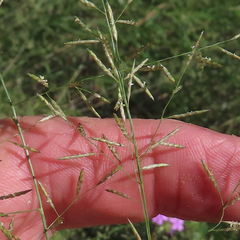 Eragrostis