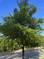 Quercus velutina