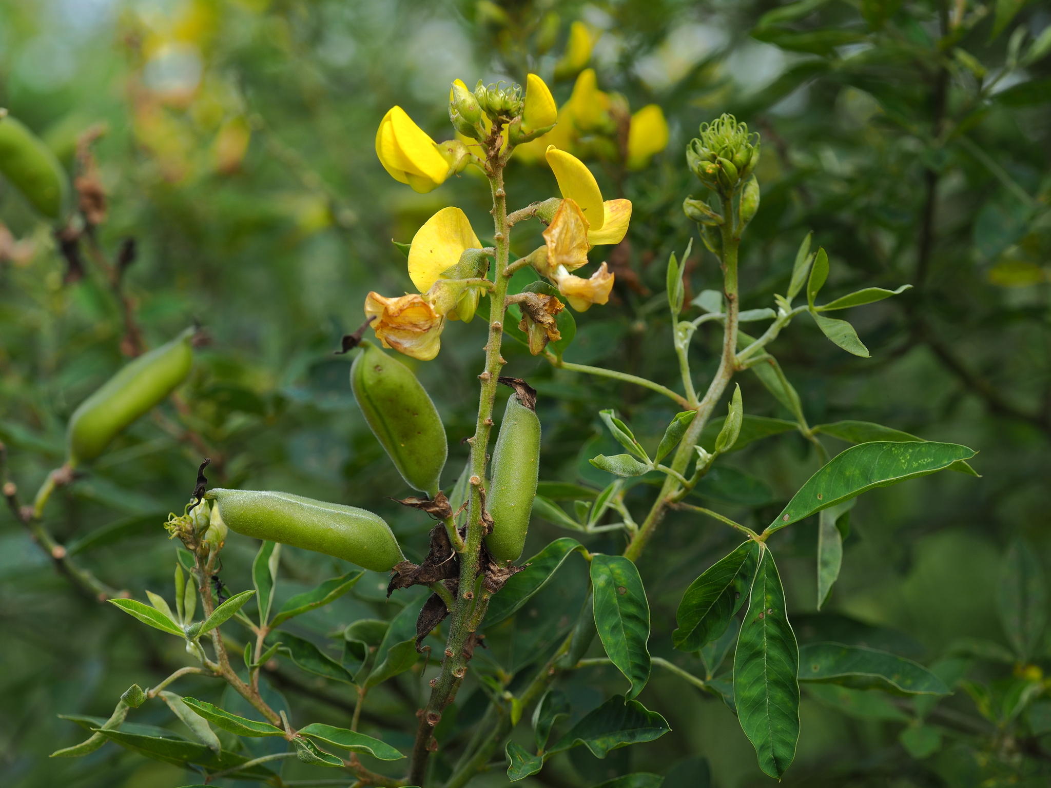 Crotalaria retusa — ảnh 2