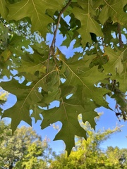 Quercus velutina
