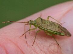 Pantilius tunicatus