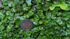 Hydrocotyle verticillata