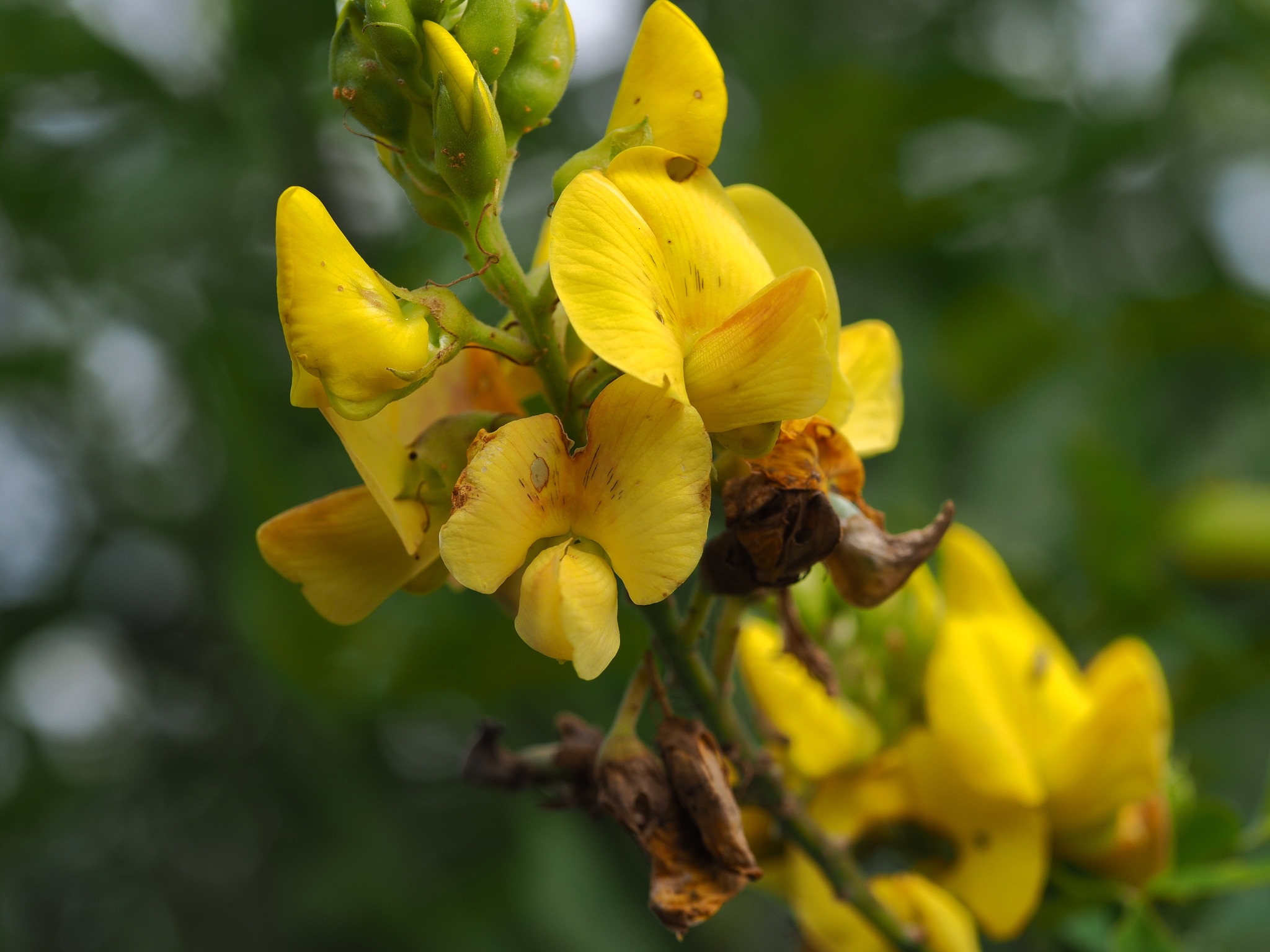 Crotalaria retusa — ảnh 3