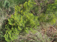 Gutierrezia microcephala