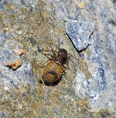 Lepinotus reticulatus