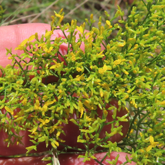 Gutierrezia microcephala