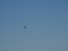 Chroicocephalus cirrocephalus