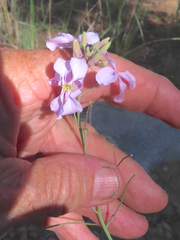 Hesperidanthus linearifolius