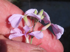 Hesperidanthus linearifolius