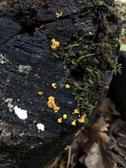 Calycina claroflava