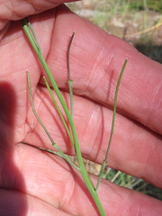 Hesperidanthus linearifolius