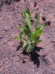 Pygmaeothamnus zeyheri