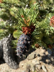 Pinus aristata