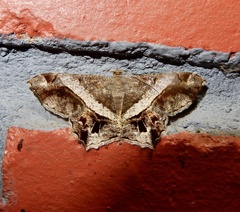 Chiasmia nora