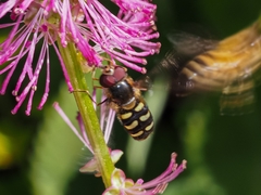 Lapposyrphus lapponicus