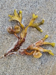 Fucus