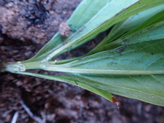 Pygmaeothamnus zeyheri